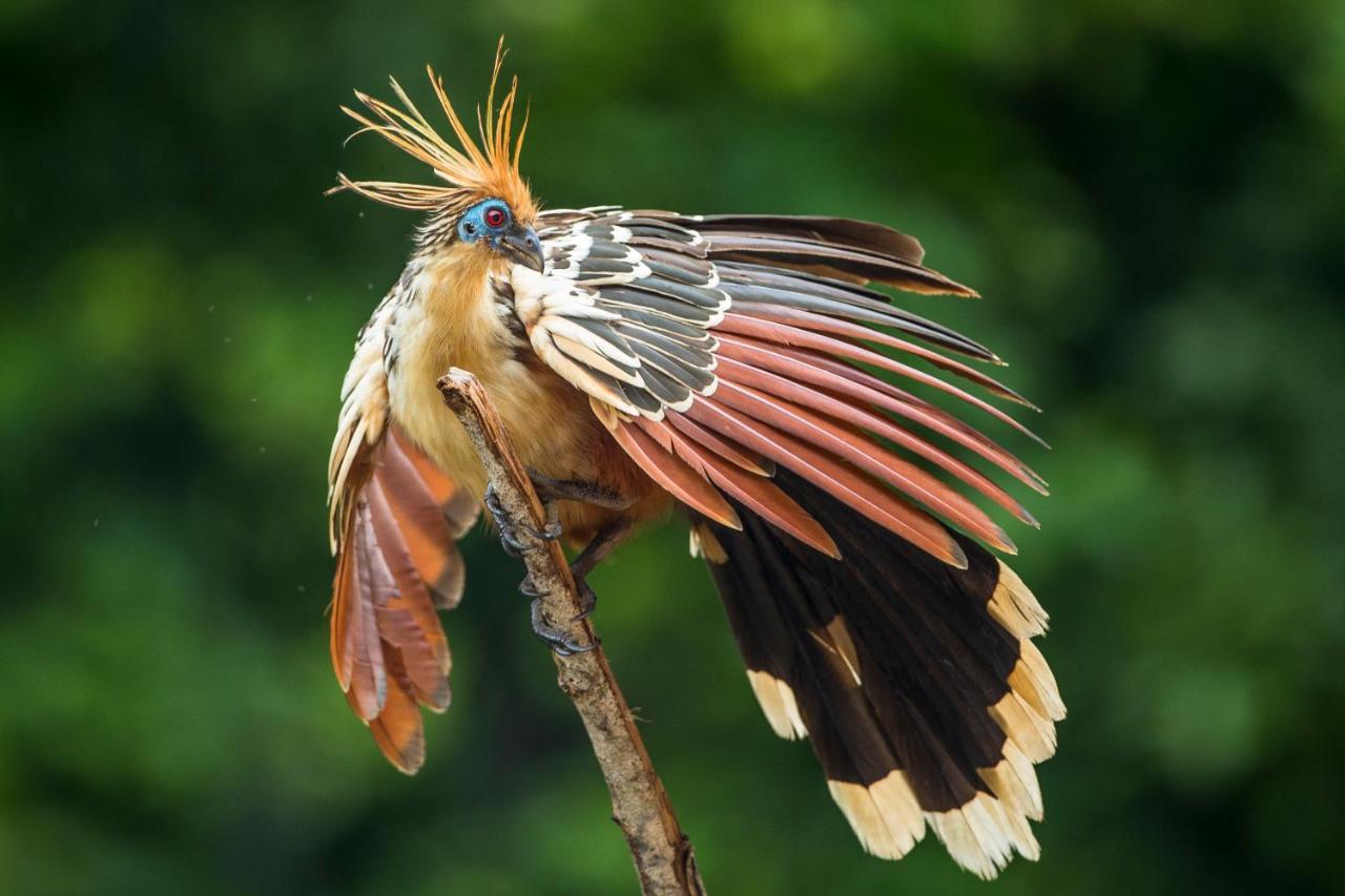 Pumarinri Amazon Lodge Tarapoto Ngoại thất bức ảnh